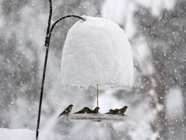 No worries. The feeders are full.