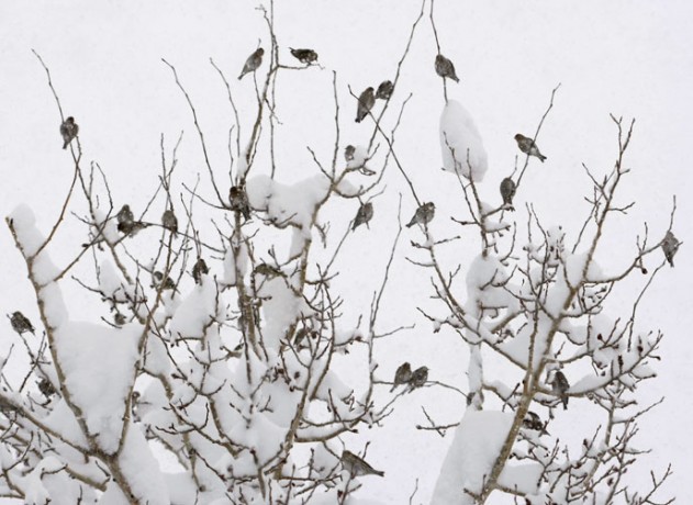 This aspen is kind of like a restaurant lobby. The Pine Siskins are waiting to be  seated at one of the feeders.