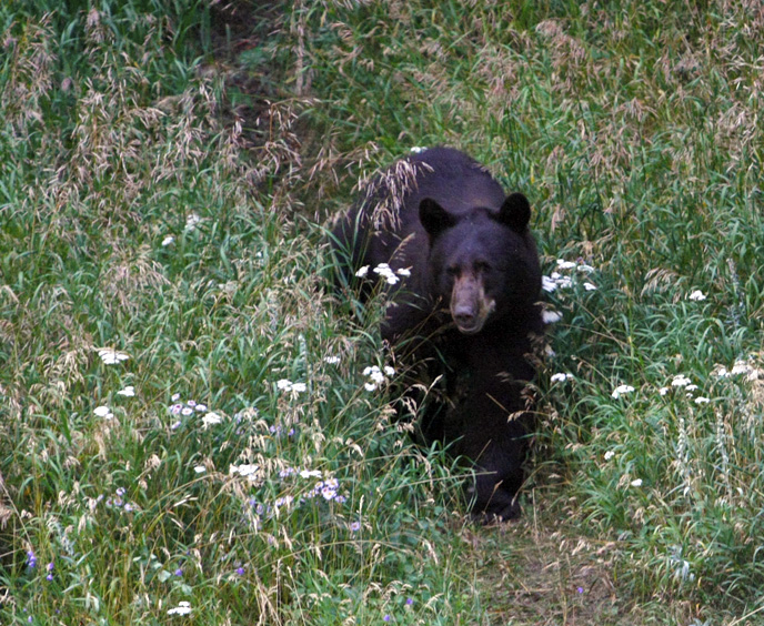 bear A black bear made a surprise early visit tonight trying to load up on suet, seeds and humming bird nectar.