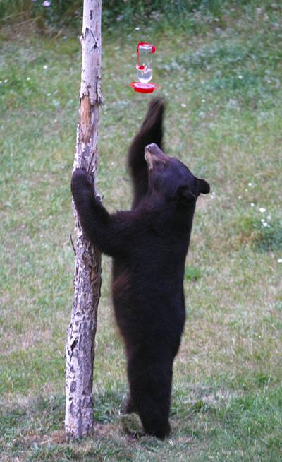 bear This young bruin's reward was a soaked muzzle of humming bird nectar.