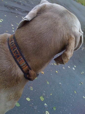 IMG_0264 There's nothing like a large glob of elk poop on your dog's collar to get your senses fired up.