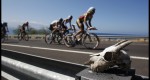 During the bike portion of the 2009 Ford World Ironmanchampionships last October, cyclists were greeted by the stare of a goat skull ironically mounted on the post of a guardrail just south of Hawi.
