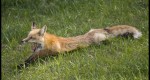 Last May I captured a red fox enjoying an early evening nap in the field grass near our home in Evergreen, CO.