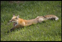 Last May I captured a red fox enjoying an early evening nap in the field grass near our home in Evergreen, CO.