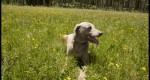 This photo is in memory of Taupe, our 13 year-old Weimeraner we lost this fall. She accompanied me on an assignment near Kenosha Pass last summer when I photographed her in a meadow of wildflowers.