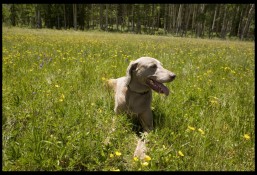 This photo is in memory of Taupe, our 13 year-old Weimeraner we lost this fall. She accompanied me on an assignment near Kenosha Pass last summer when I photographed her in a meadow of wildflowers.