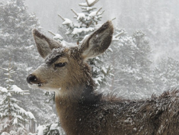 Mulie0006