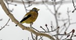 grosbeak1365