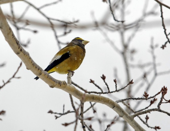 grosbeak1365