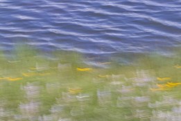Summer's Monet