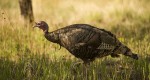 Wild Turkey Foraging