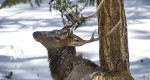 Elk (Wapiti)