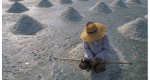 Salt Farm low res