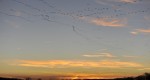 Sand Hill Cranes